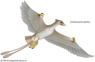 Confuciusornis sanctus