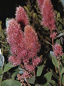 Salicylic acid occurs naturally in small amounts in plants of the genus Spiraea.