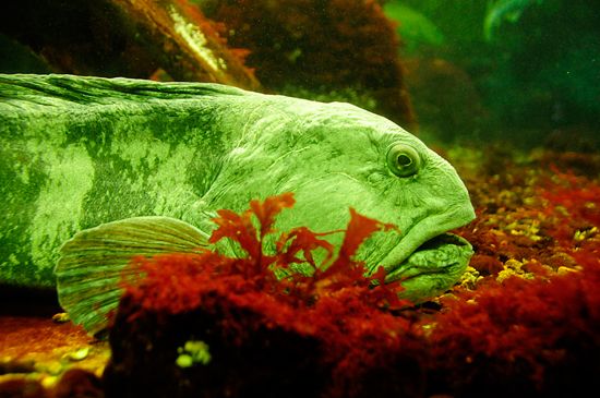 Atlantic wolffish