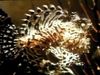 Observe how an Anglerfish uses its unique anatomy to imitate a wriggling worm to lure in prey