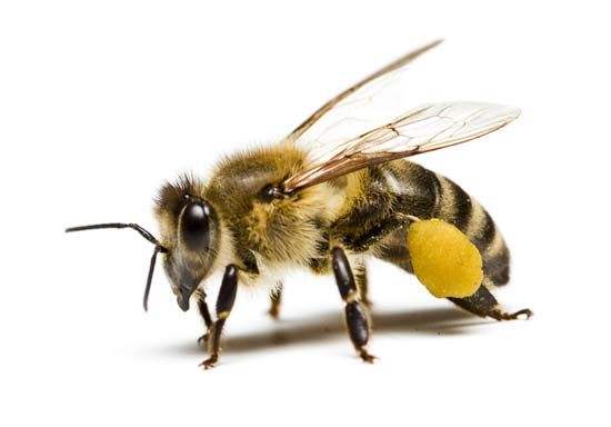Pollen basket