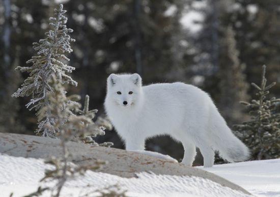 Arctic fox