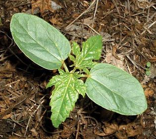 Eudicotyledon