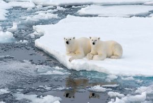 polar bears on an ice floe