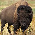 American bison (Bison bison) also known as buffalo or plains buffalo on the prairie, western U.S.