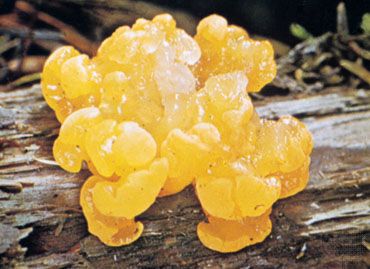 fungus