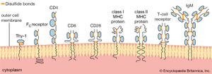 schematic representation of proteins of the immunoglobulin superfamily