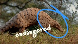 A pangolin walks through grass with a blue circle around it and the word "endangered" written in white across the image.