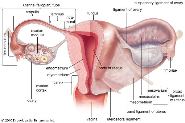 uterus