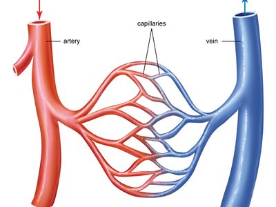 circulatory system
