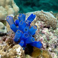 Tunicate