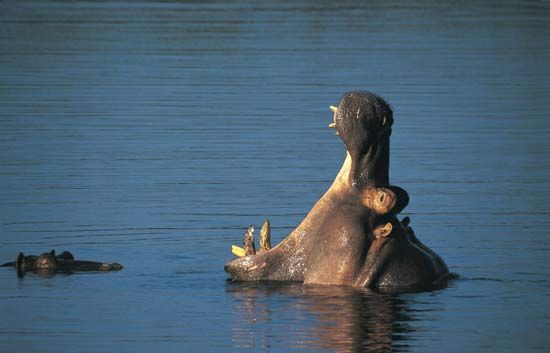 A hippopotamus at Kruger National Park in South Africa