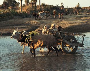 Yamunanagar, Haryana, India: farming
