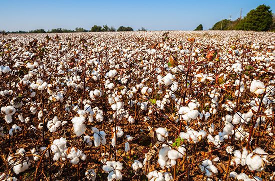 cotton field