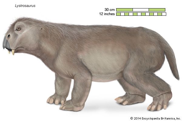 <i>Lystrosaurus</i>