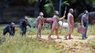 How evolution reveals the differences between humans and apes