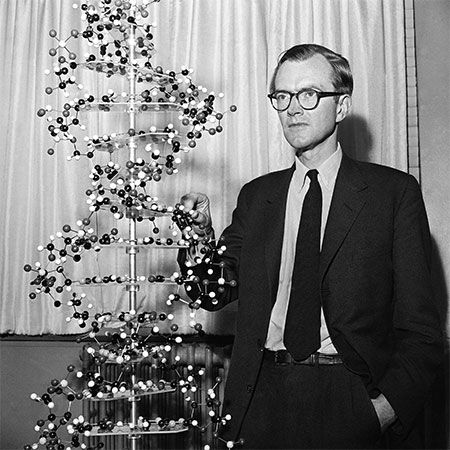 Maurice Wilkins with a model of a DNA molecule, 1962.