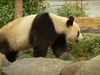 Know the importance of maintaining genetic diversity during the breeding programs of endangered species in captivity