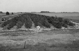 Dust Bowl: windbreaks