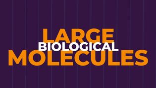 Large biological molecules: Carbs, lipids, proteins, and nucleic acids