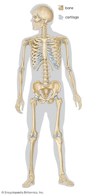 human skeleton