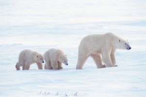 adult polar bear with cubs