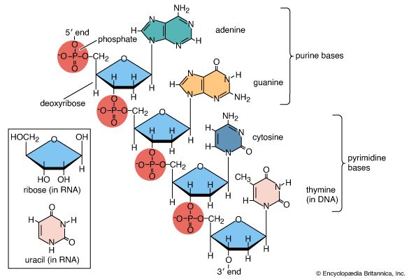 chemical structure of DNA and RNA
