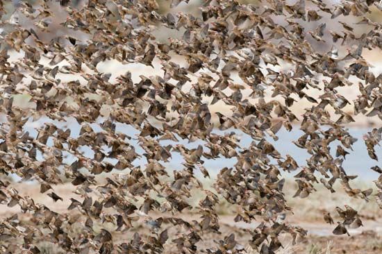 red-billed quelea