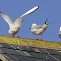 Black-headed gulls perching on a roof with bird droppings, often seen in flocks around London, England, in winter time. The "black head" develops during the breeding season. (black headed, birds, guano, bird poop)