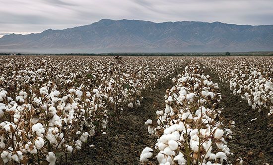 Cotton field