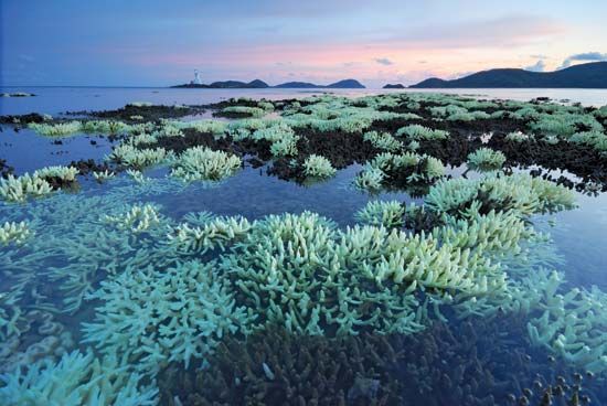 Thailand: coral reef