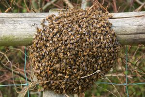 Honeybee swarm