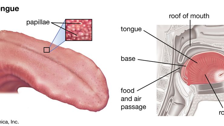 Taste buds