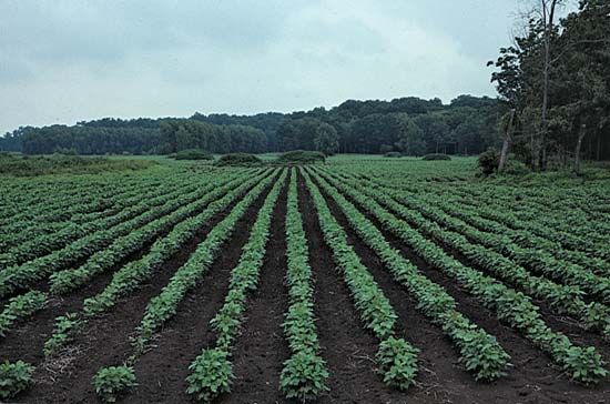 soybean farm