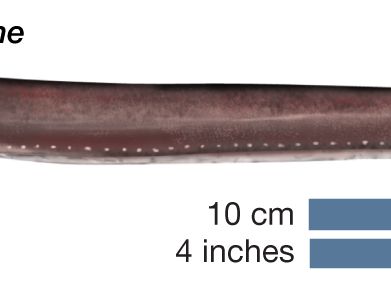 hagfish
