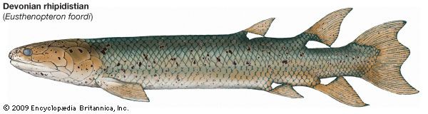 Devonian rhipidistian (Eusthenopteron foordi), crossopterygians, fishes