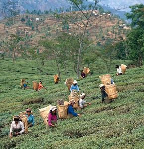 India: tea harvesting