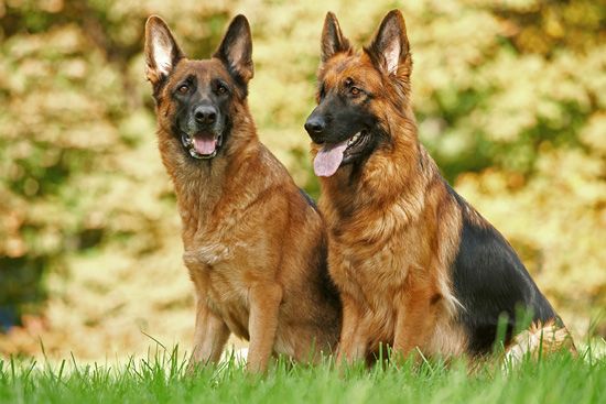 German Shepherds