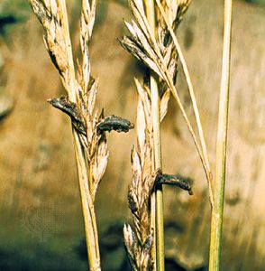 ergot