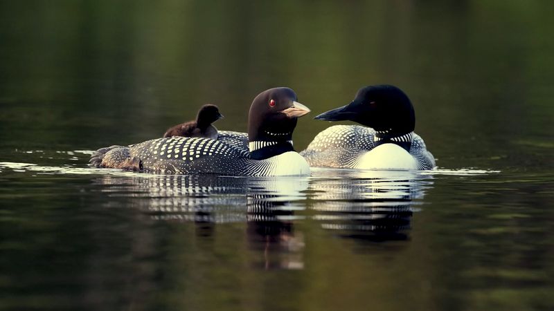 Common loon, or Gavia immer. Example of bird song, call, sound. The common loon is found in Canada and U.S., in winter Baja California and western coasts of some European countries.