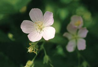 Petals in multiples of four or five
