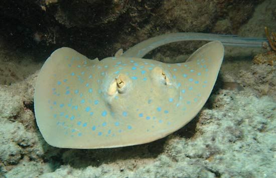 stingray