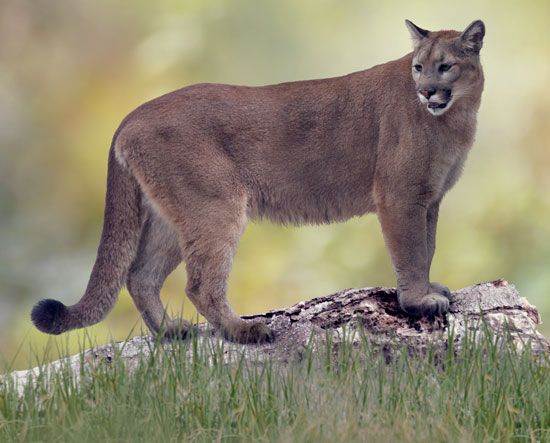 Florida panther