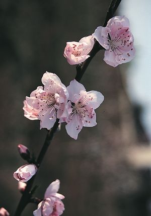 peach