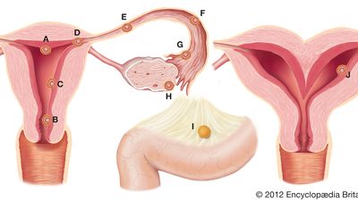 normal and abnormal implantation; pregnancy