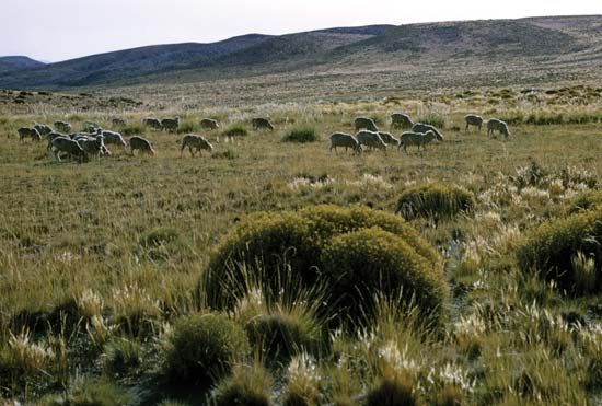 The Pampas: grazing sheep