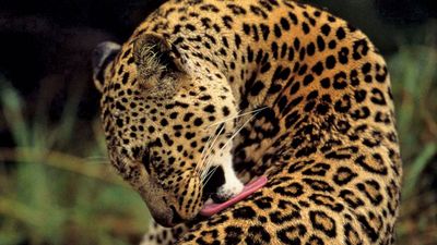 Leopard (Panthera pardus)