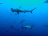 Tracking scalloped hammerhead sharks for conservation
