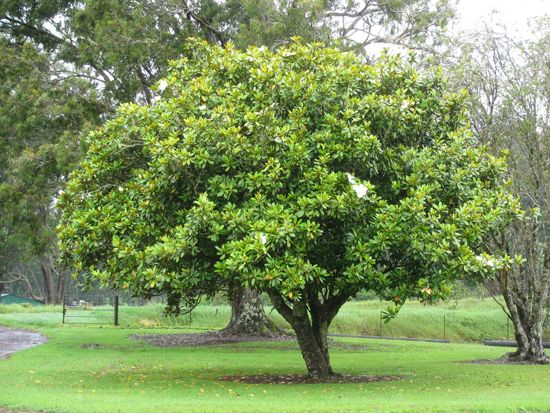 Mississippi state tree