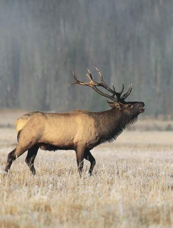 A male American elk, or wapiti, lifts his head to sound a call.